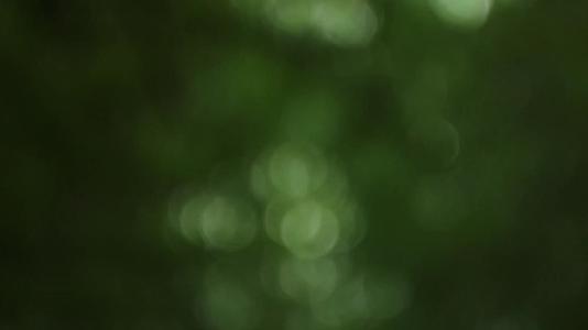 夏季森林树木花草茂盛合集视频的预览图