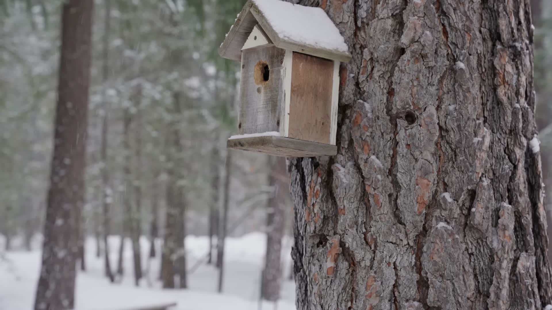冬季森林大雪松鼠积雪合集视频的预览图