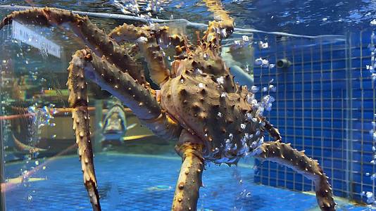 海鲜大闸蟹帝王蟹视频的预览图