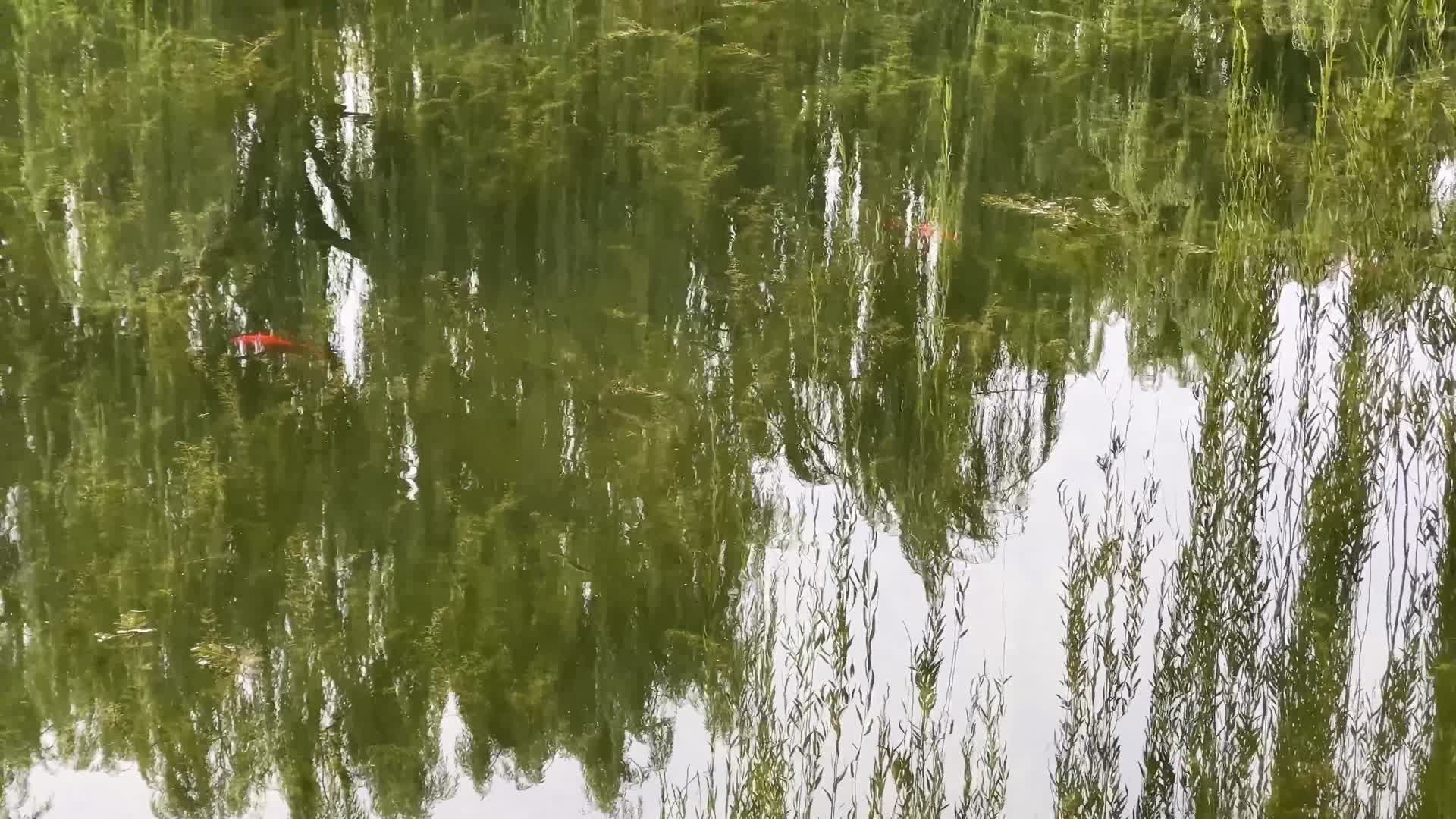 水塘池塘水草水流波纹水下视频的预览图