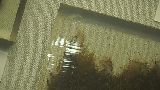 苔藓蕨类植物标本视频的预览图