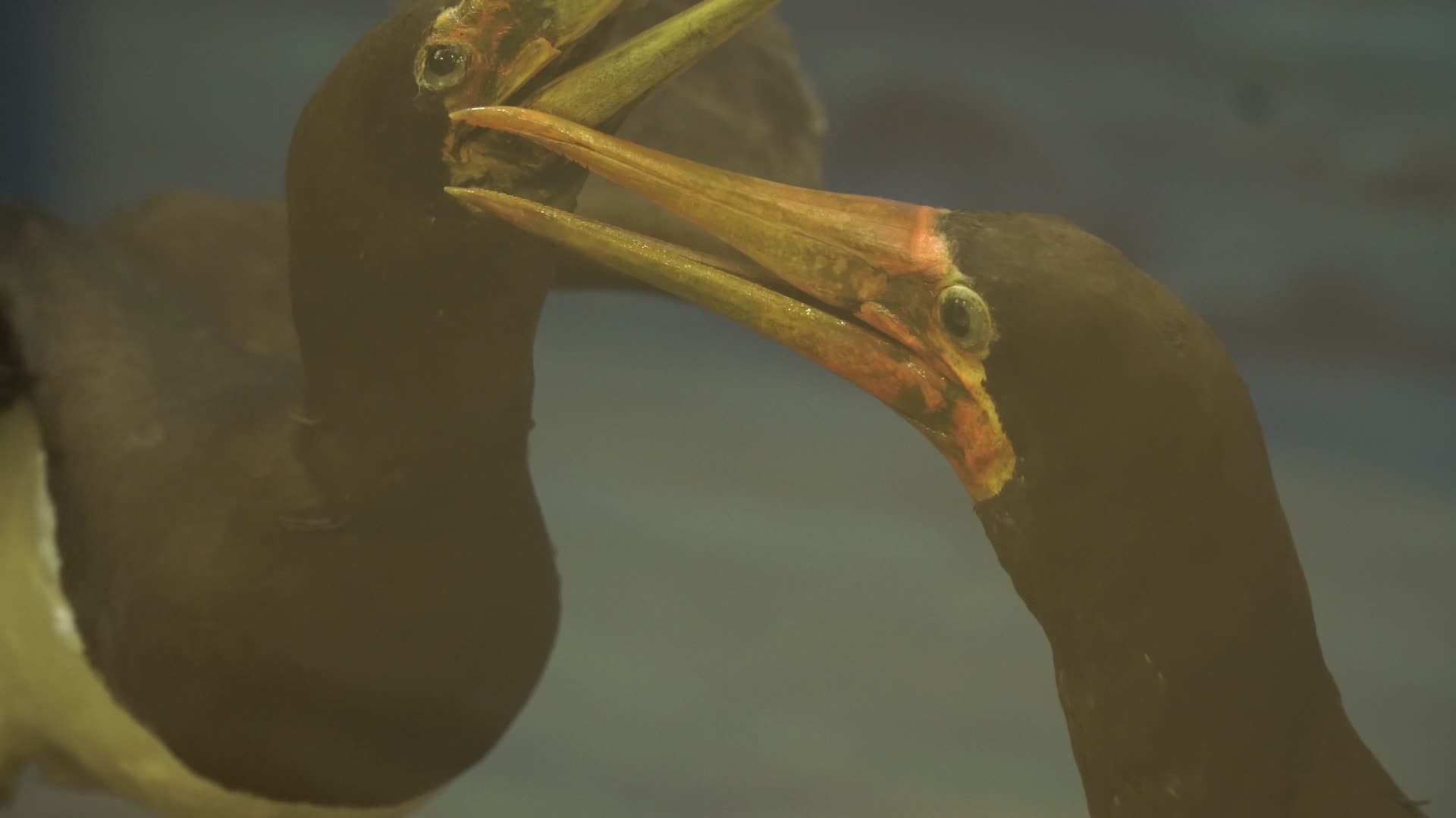 水禽鸟类鱼鹰水鸟飞禽标本视频的预览图