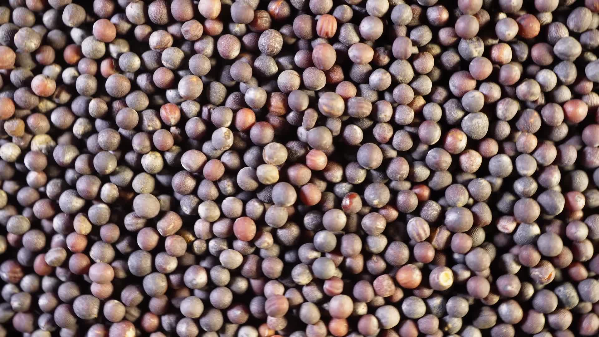 五月慢油菜青菜种子蔬菜种子农作物种菜蔬果种子视频的预览图