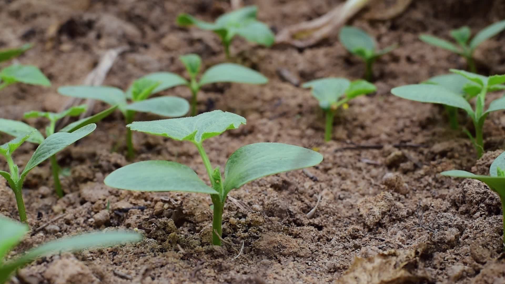 春天播种生长的小菜苗视频的预览图