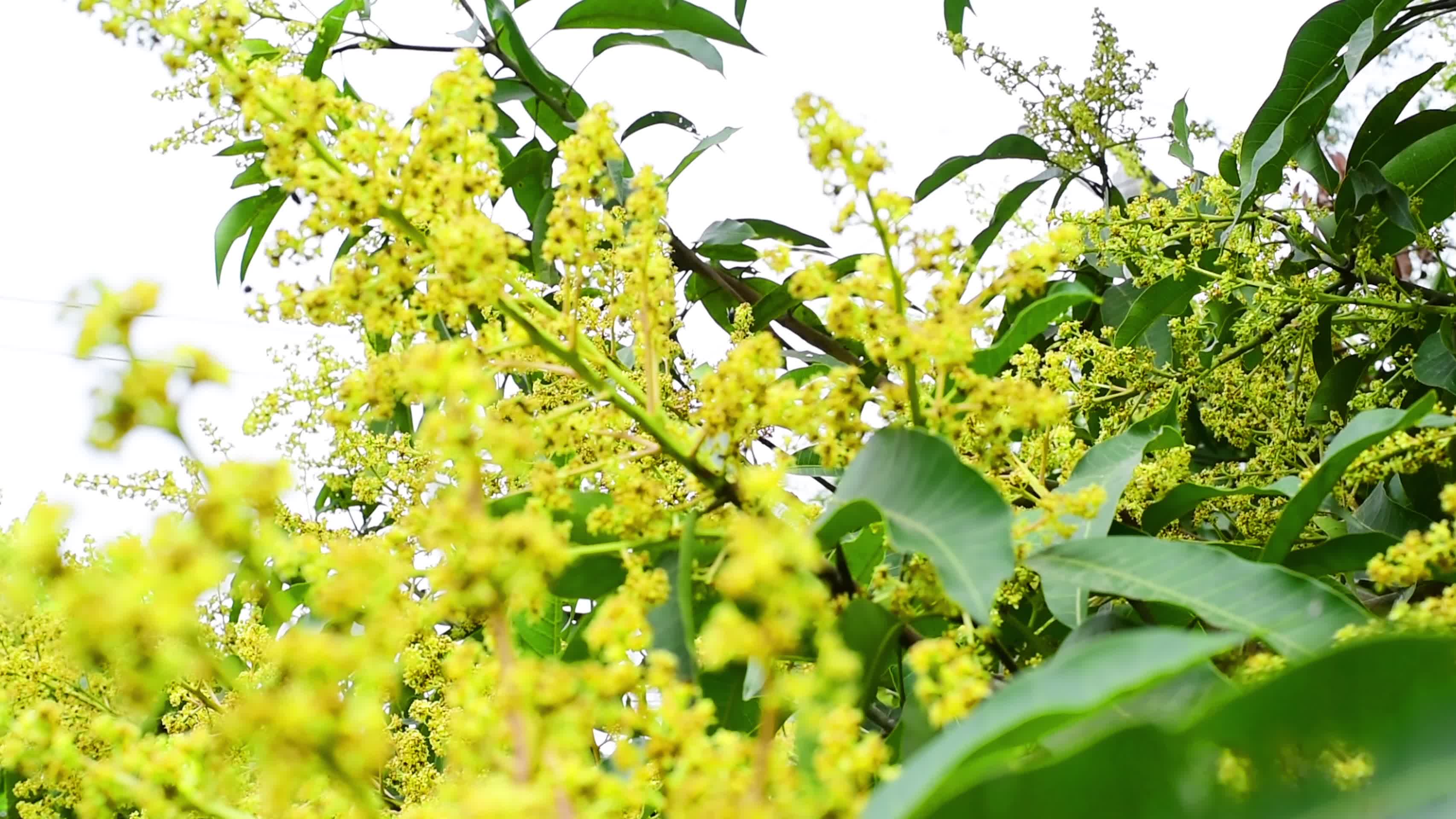 芒果树芒果花视频的预览图