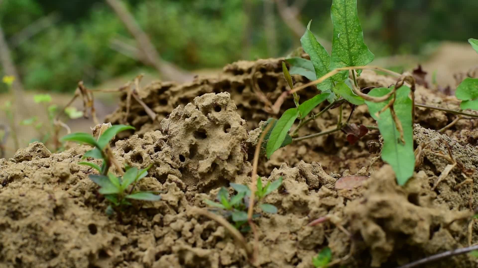 一个蚂蚁窝密密麻麻的蚂蚁视频的预览图