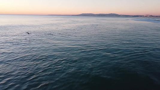 海面唯美日出海鸥飞翔航拍视频的预览图