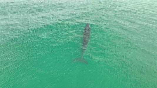 广西涠洲岛布氏鲸浮出海面喷水嬉戏航拍视频的预览图