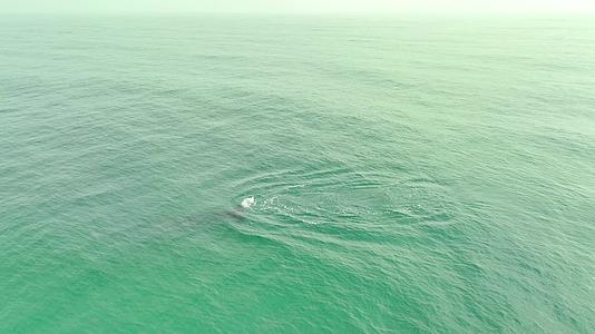 广西涠洲岛布氏鲸嬉戏喷水航拍视频的预览图