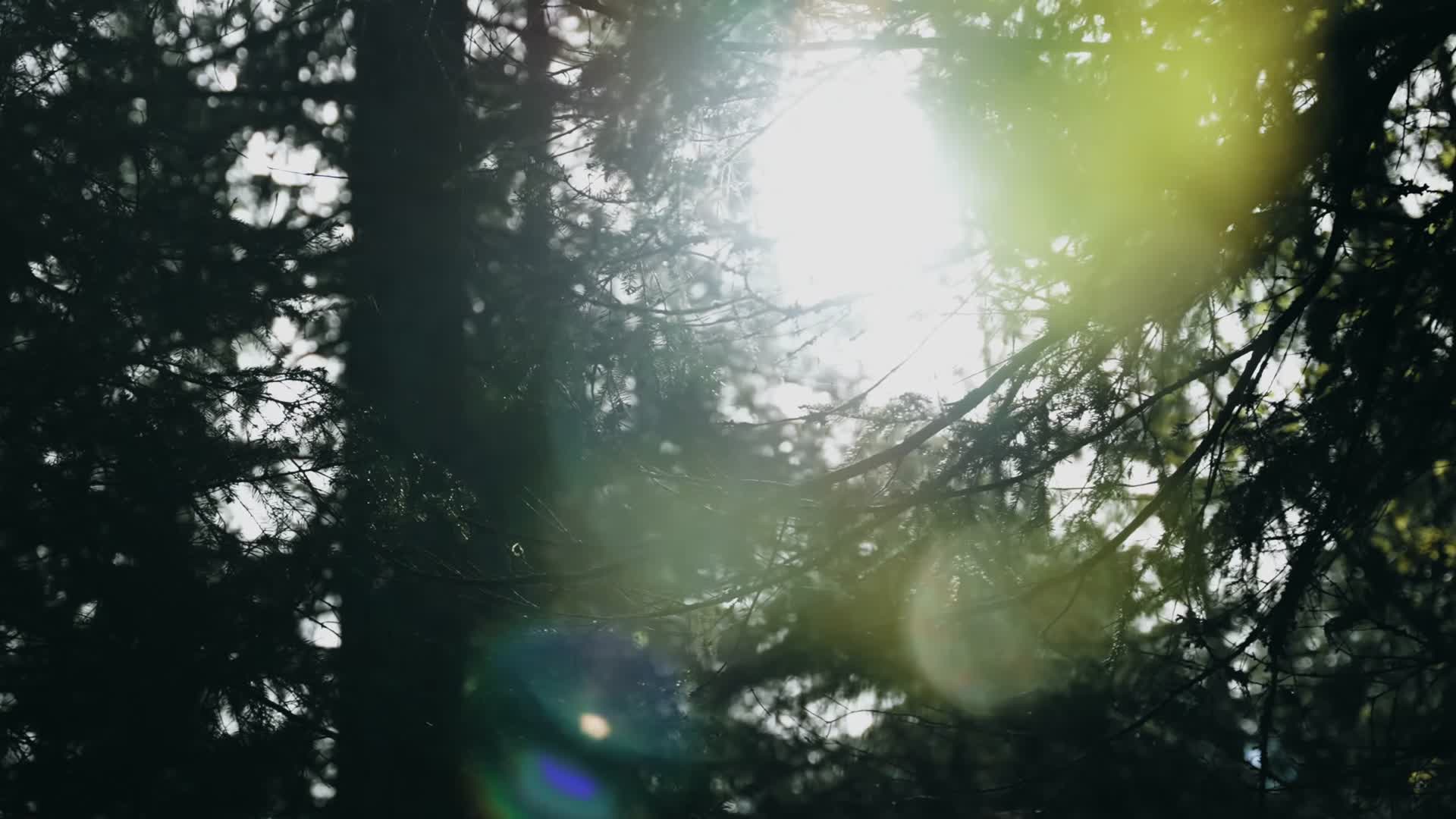 阳光树林蝴蝶花草合集视频的预览图