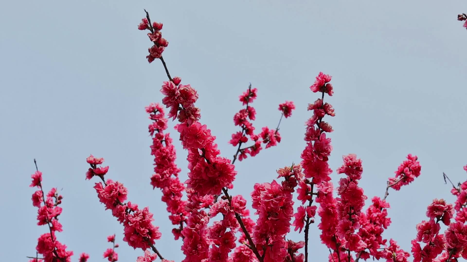 春天盛开的桃花视频的预览图