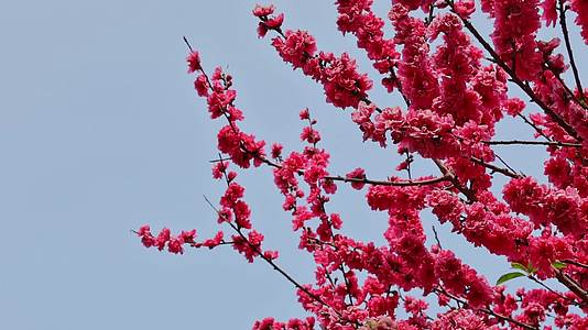 春天盛开的桃花视频的预览图