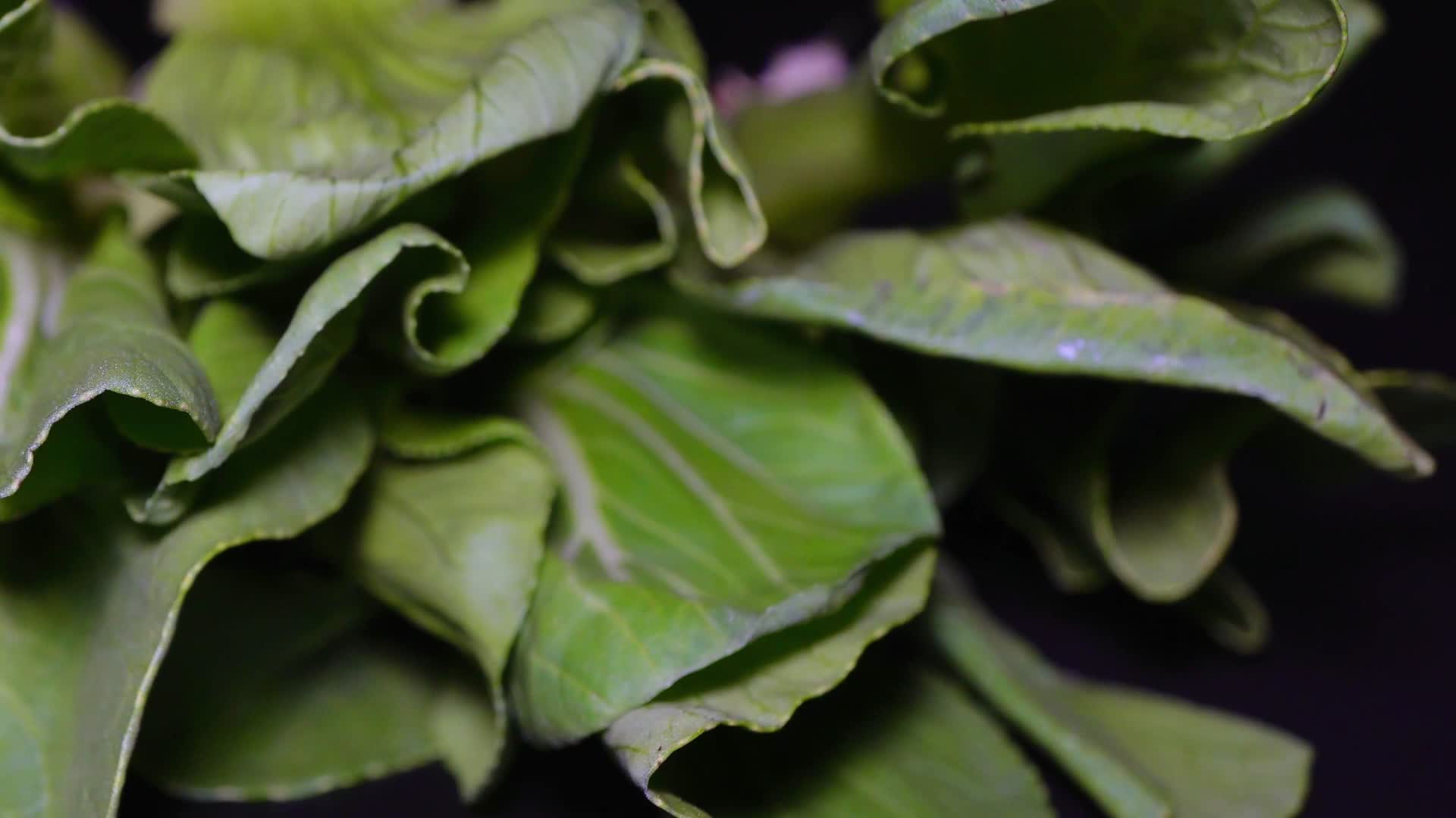 油菜菜心绿菜叶嫩叶蔬菜视频的预览图