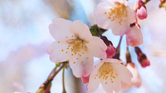 春天樱花盛开特写天气晴朗视频的预览图