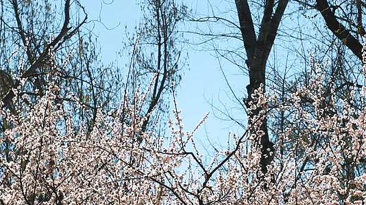 春天桃花盛开视频的预览图