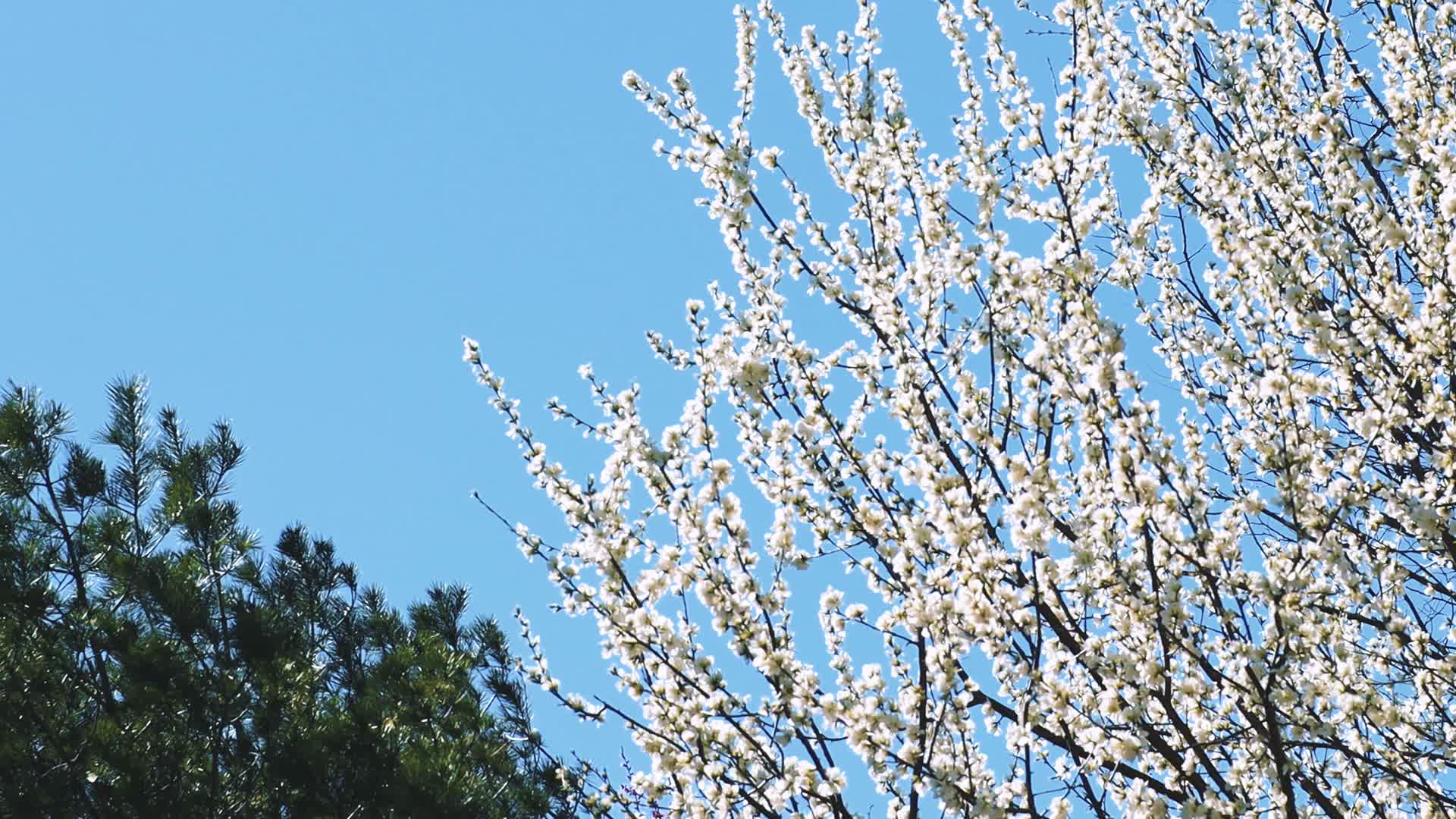 春天桃花盛开视频的预览图