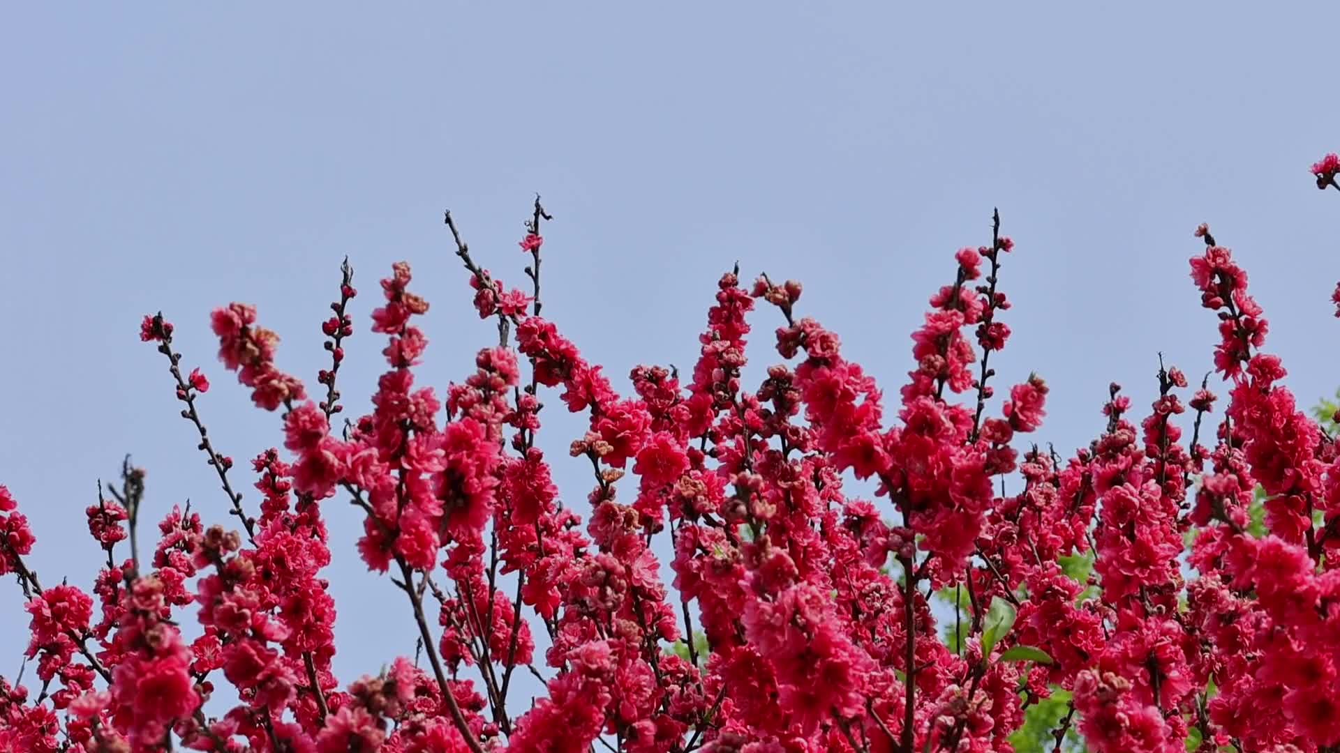 春暖花开桃花盛开视频的预览图
