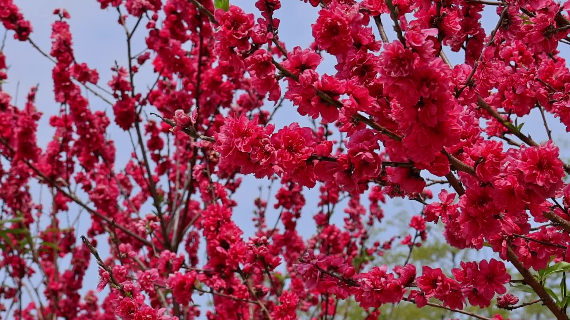 春暖花开桃花盛开视频的预览图