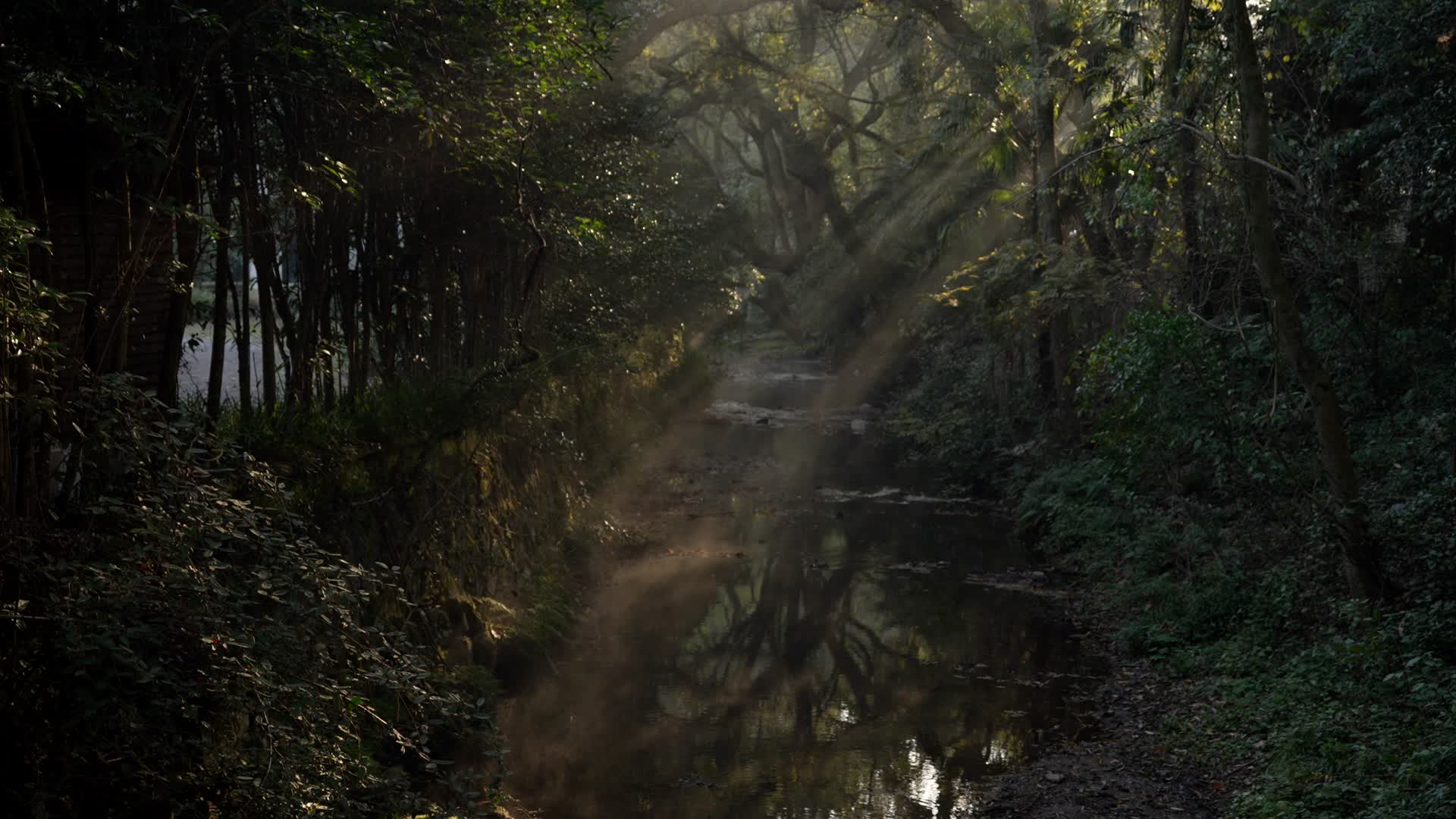 杭州秋天早晨金黄的枫叶溪水雾气视频的预览图
