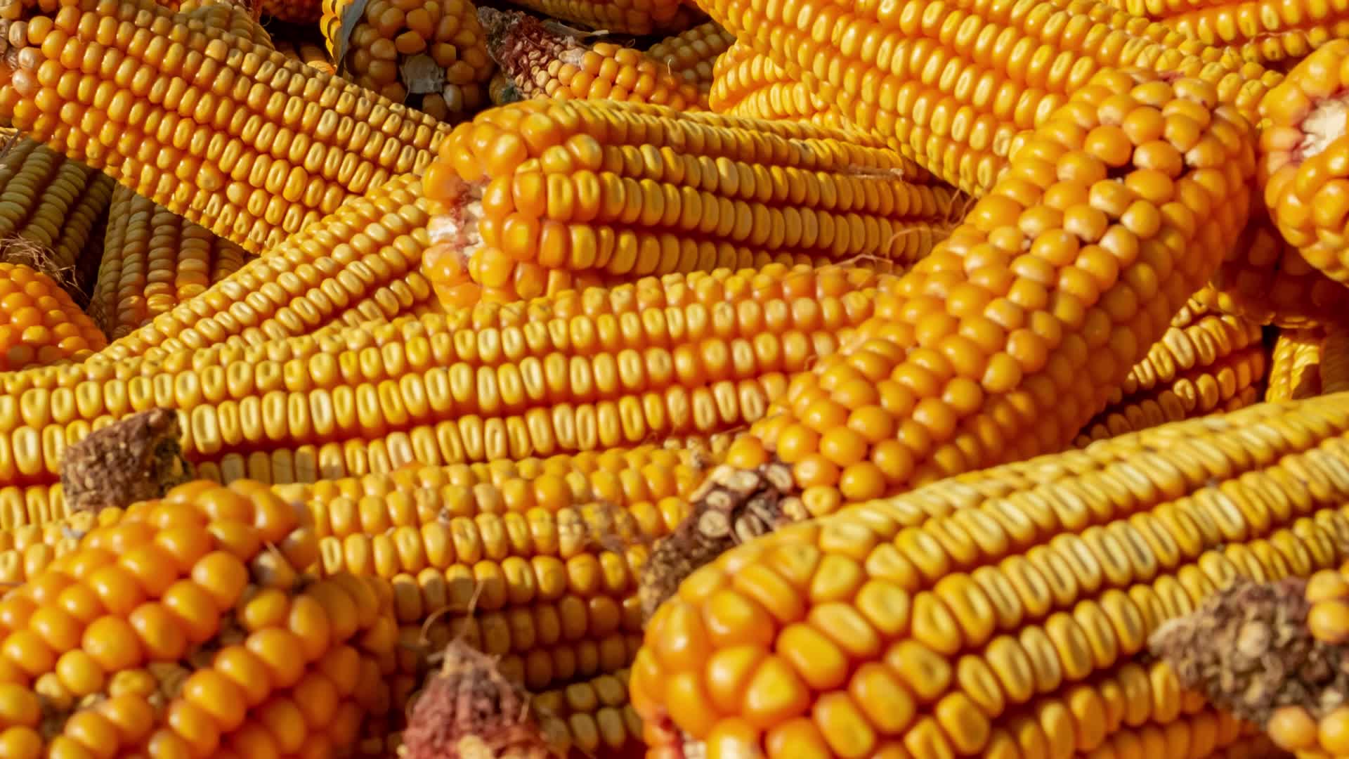 玉米苞米农民农机劳作脱粒加工2k视频的预览图