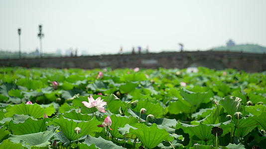 杭州春天早晨西湖自然风光视频的预览图