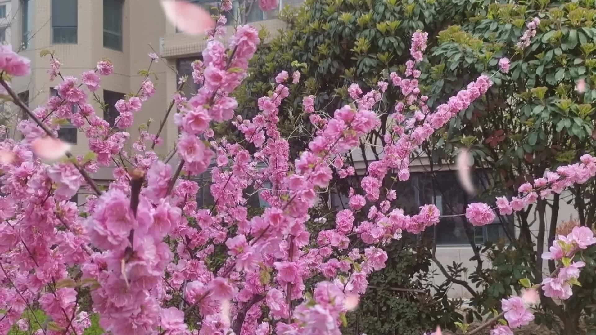 春日樱花海棠春分视频的预览图
