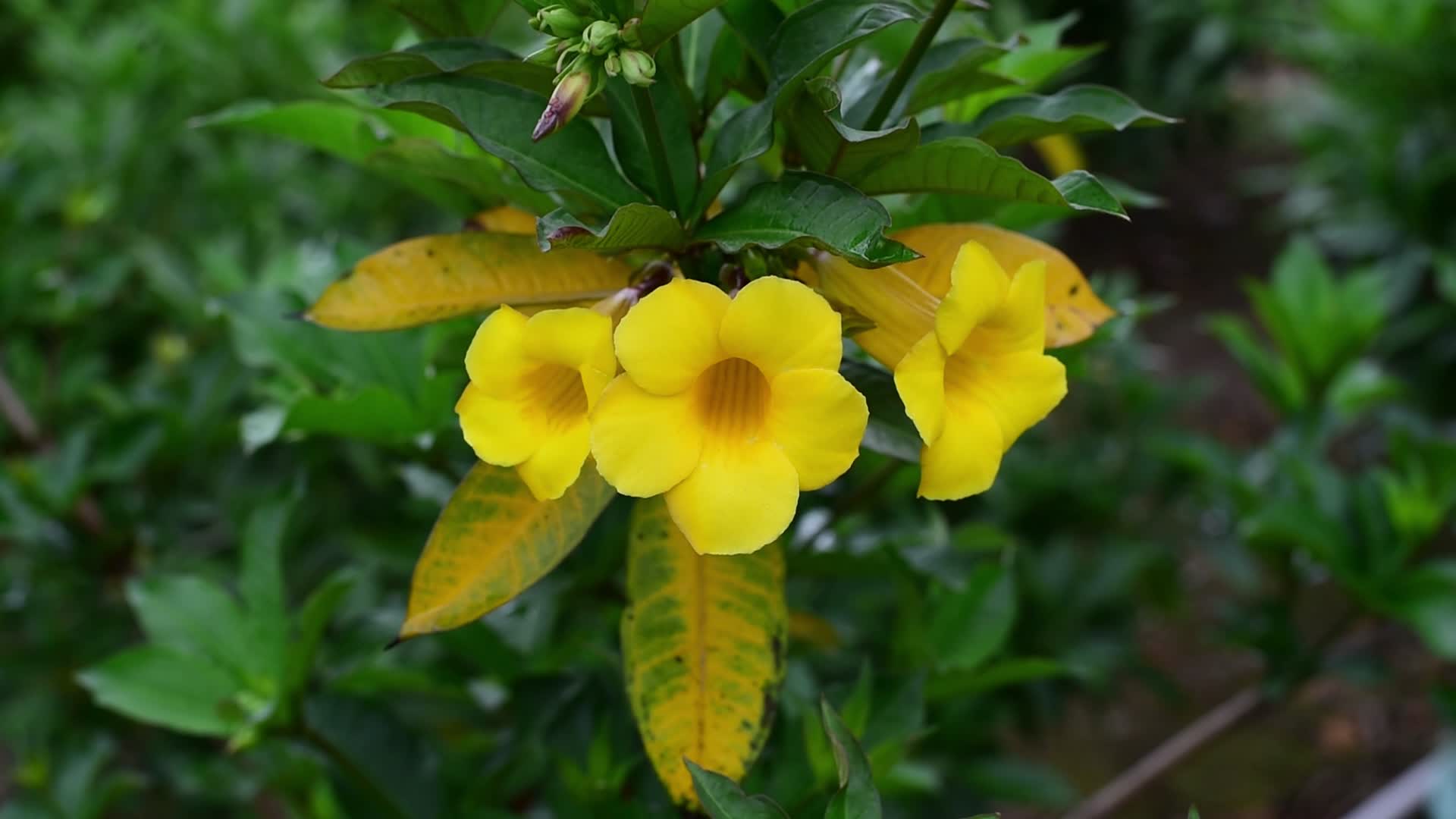 黄色花观赏花视频的预览图