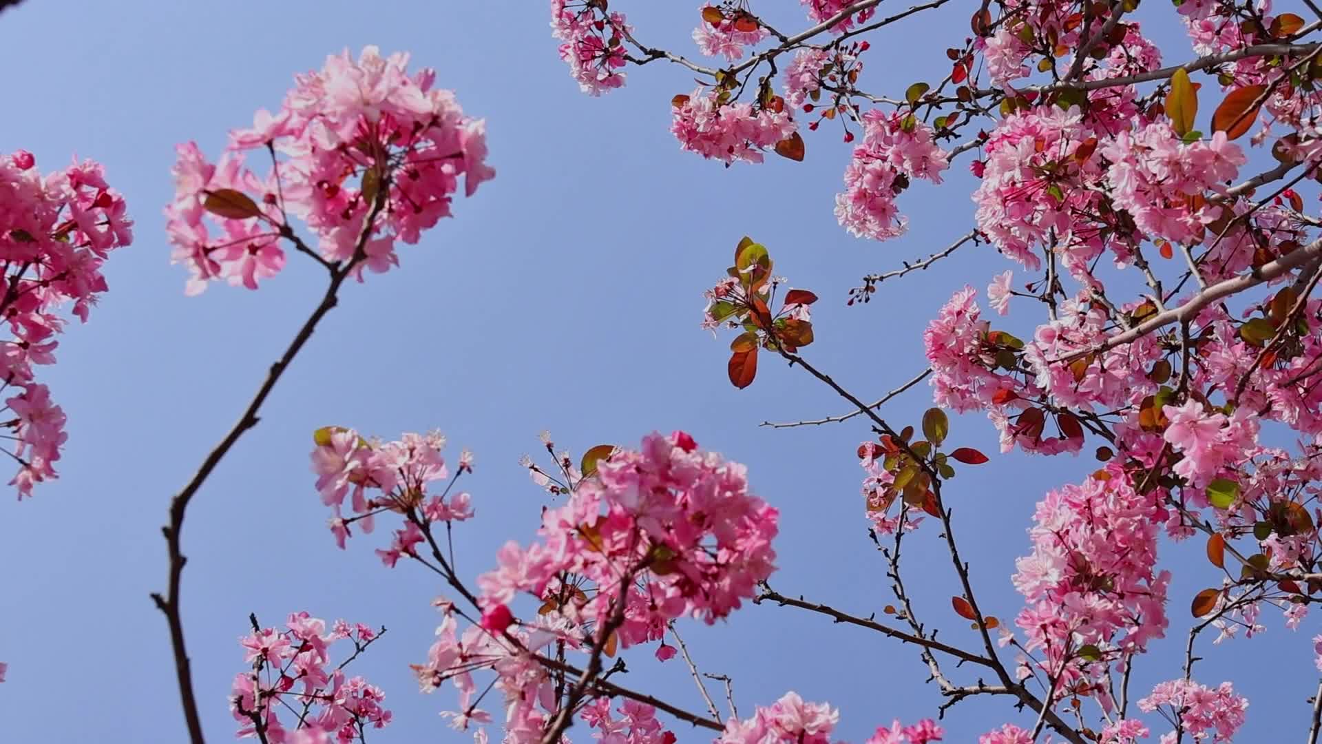 春暖花开海棠花盛开视频的预览图