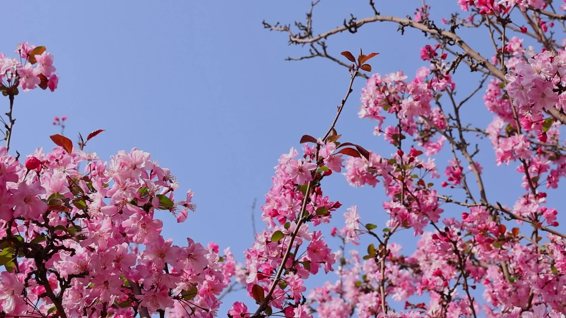 春暖花开海棠花盛开视频的预览图