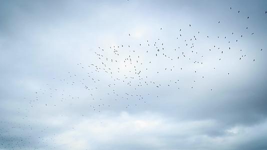 鸟群空中飞翔情绪空镜视频的预览图
