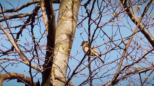 春季枝头嫩芽小鸟觅食视频的预览图