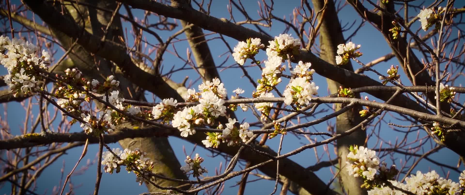 春天枝头桃花开放视频的预览图