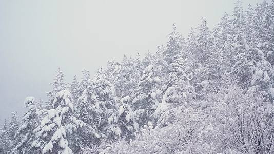 冬季森林暴雪雾凇白雪皑皑视频的预览图