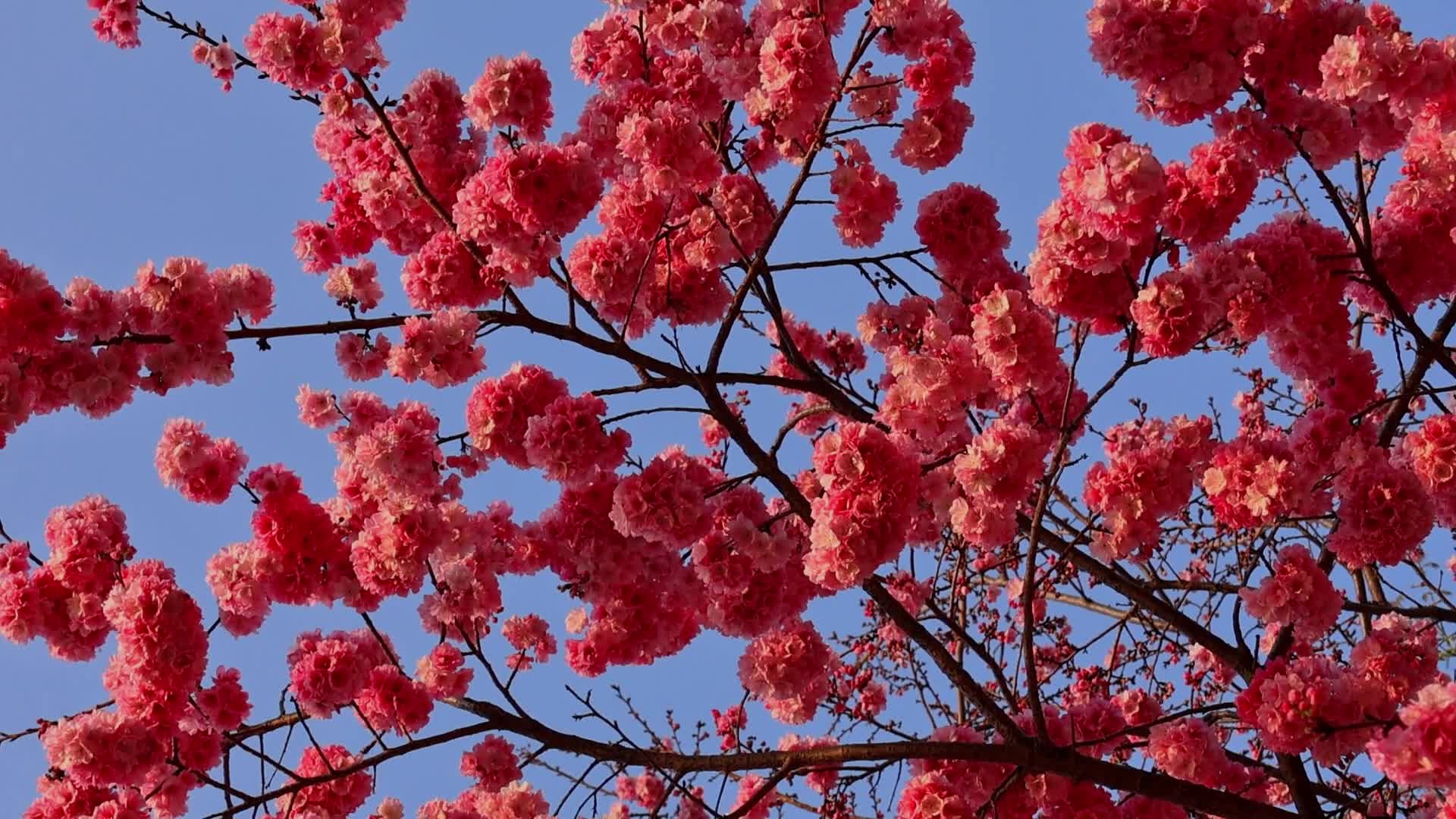 春暖花开樱花盛开视频的预览图