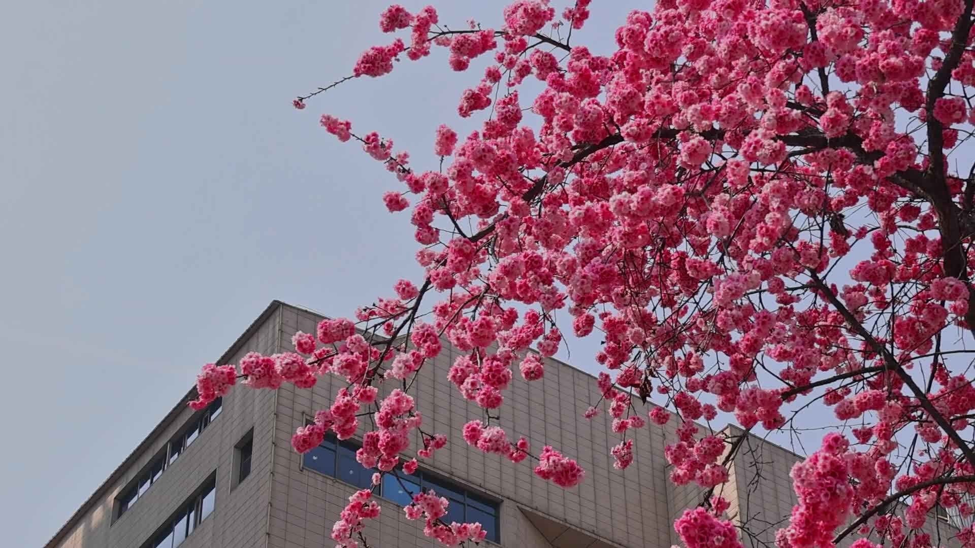 春暖花开樱花盛开视频的预览图