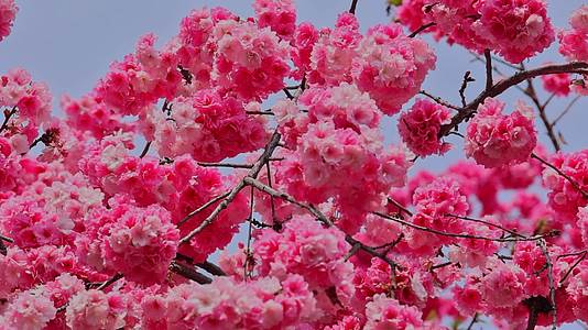 春天绽放的樱花视频的预览图