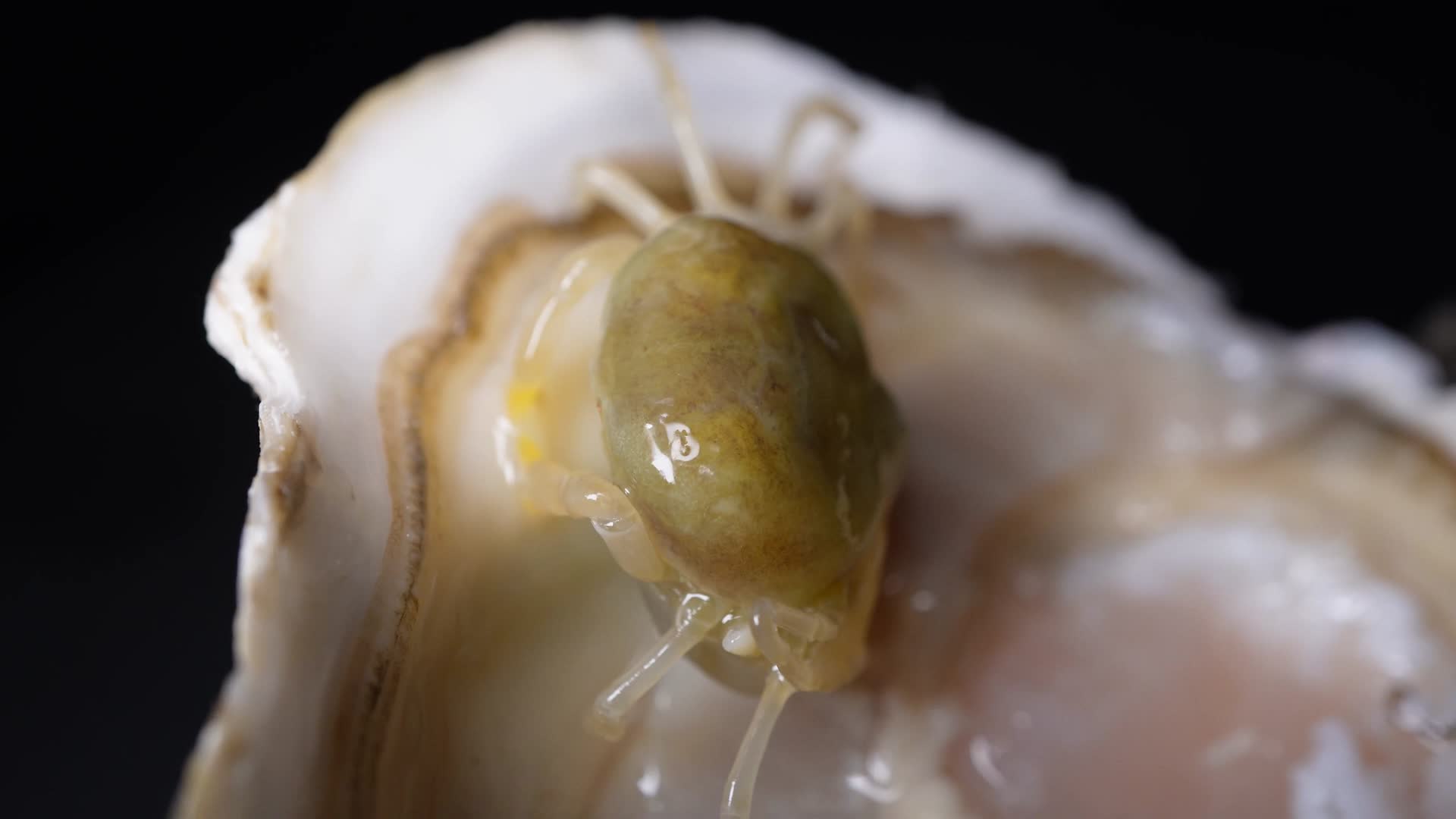 自然世界豆蟹小螃蟹生蚝里的寄生虫海洋生物视频的预览图