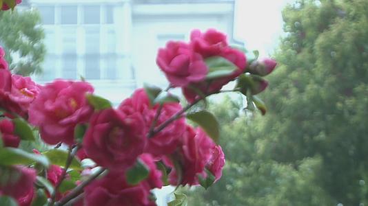 早春雨后鸟语花香中带水珠红花虚实转换视频视频的预览图