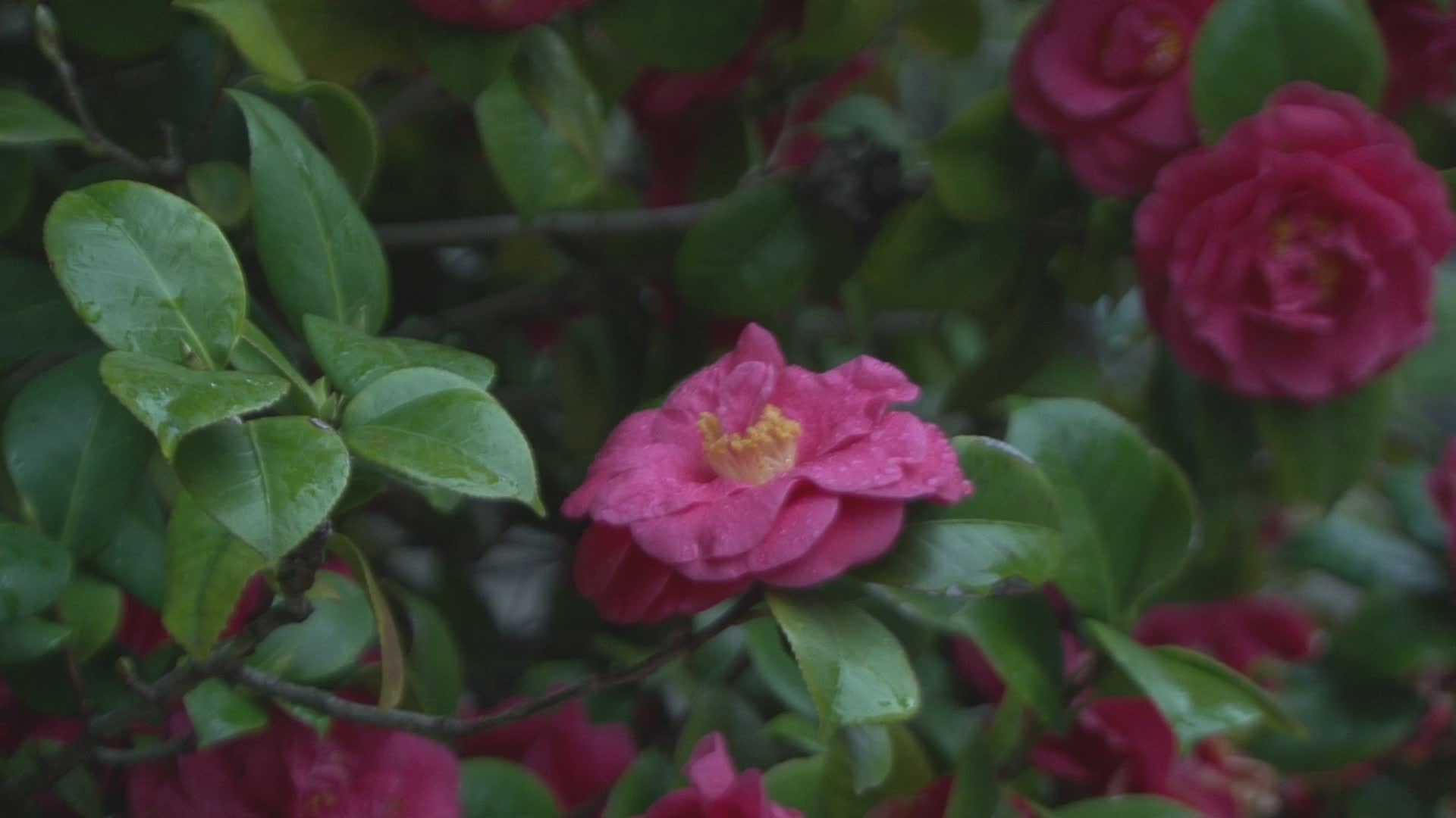 早春雨后鸟语花香中带水珠红花车灯照射视频视频的预览图