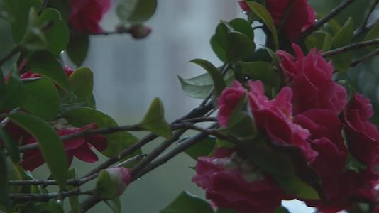 早春雨后鸟语花香中带水珠红花虚上行镜头视频视频的预览图