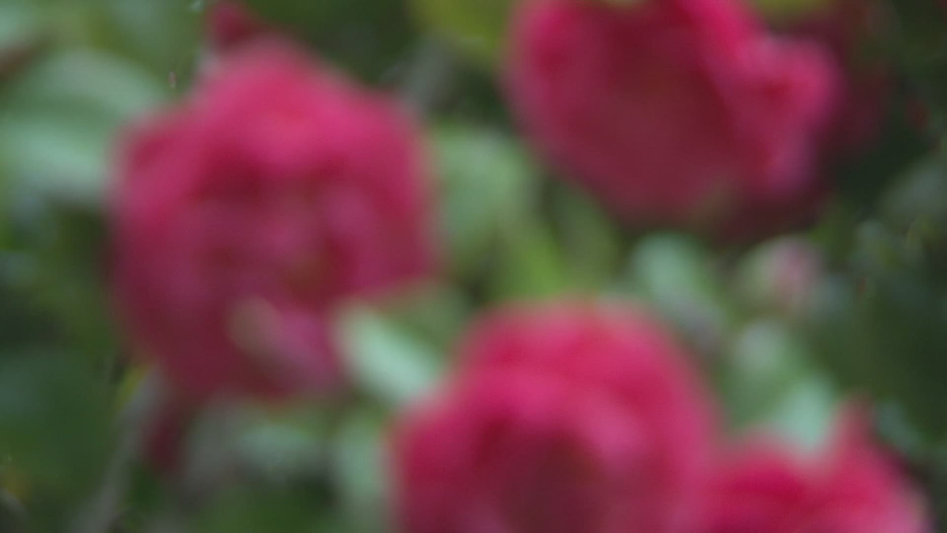 早春雨后鸟语花香中带水珠红花虚转实视频视频的预览图