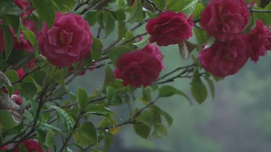 早春雨后蜜蜂穿梭在带水珠红花丛中呼唤声视频视频的预览图