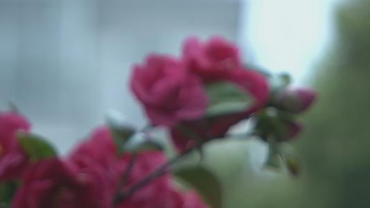 早春雨后鸟语花香中带水珠红花虚转实视频视频的预览图