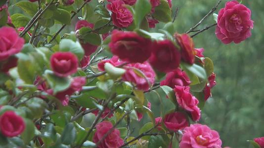早春雨后蜜蜂穿梭在带水珠红花丛中视频视频的预览图