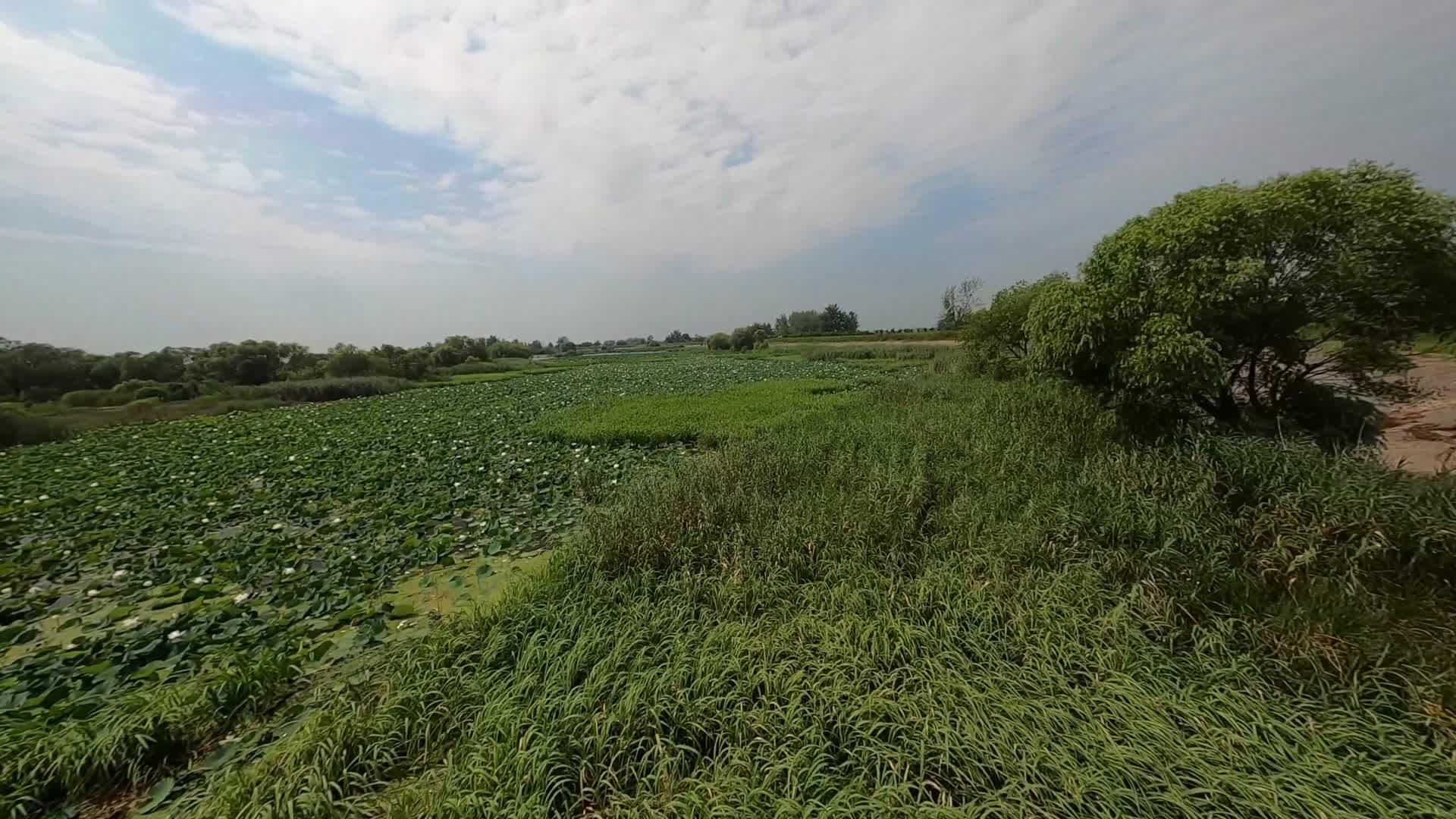 穿越机航拍湖边荷花堤防绿色植物视频的预览图