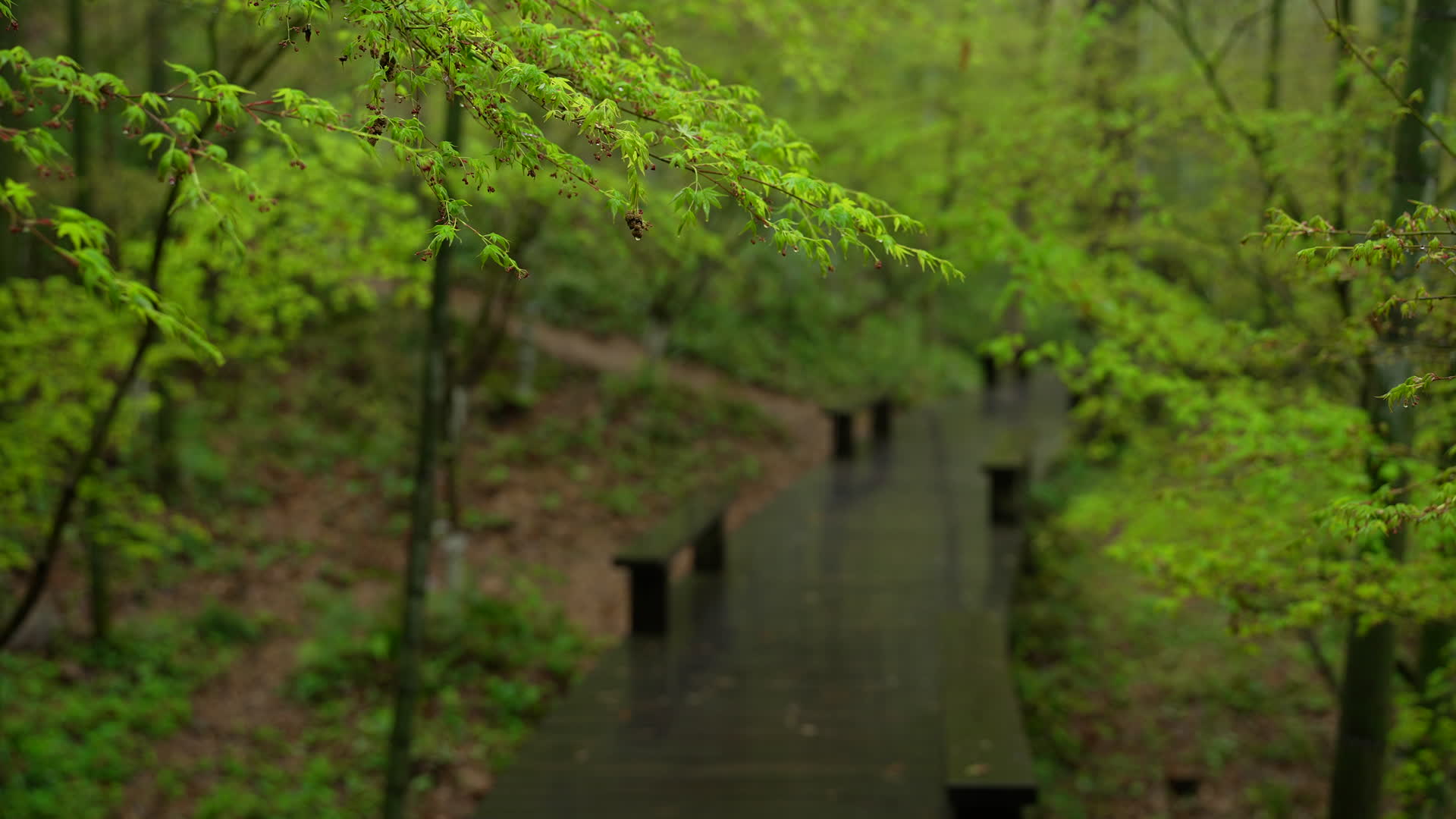 杭州云栖竹径春季清明节雨天绿色自然唯美视频的预览图
