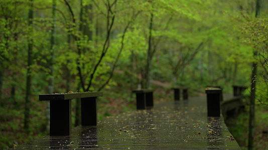 杭州云栖竹径春季清明节雨天绿色自然唯美视频的预览图