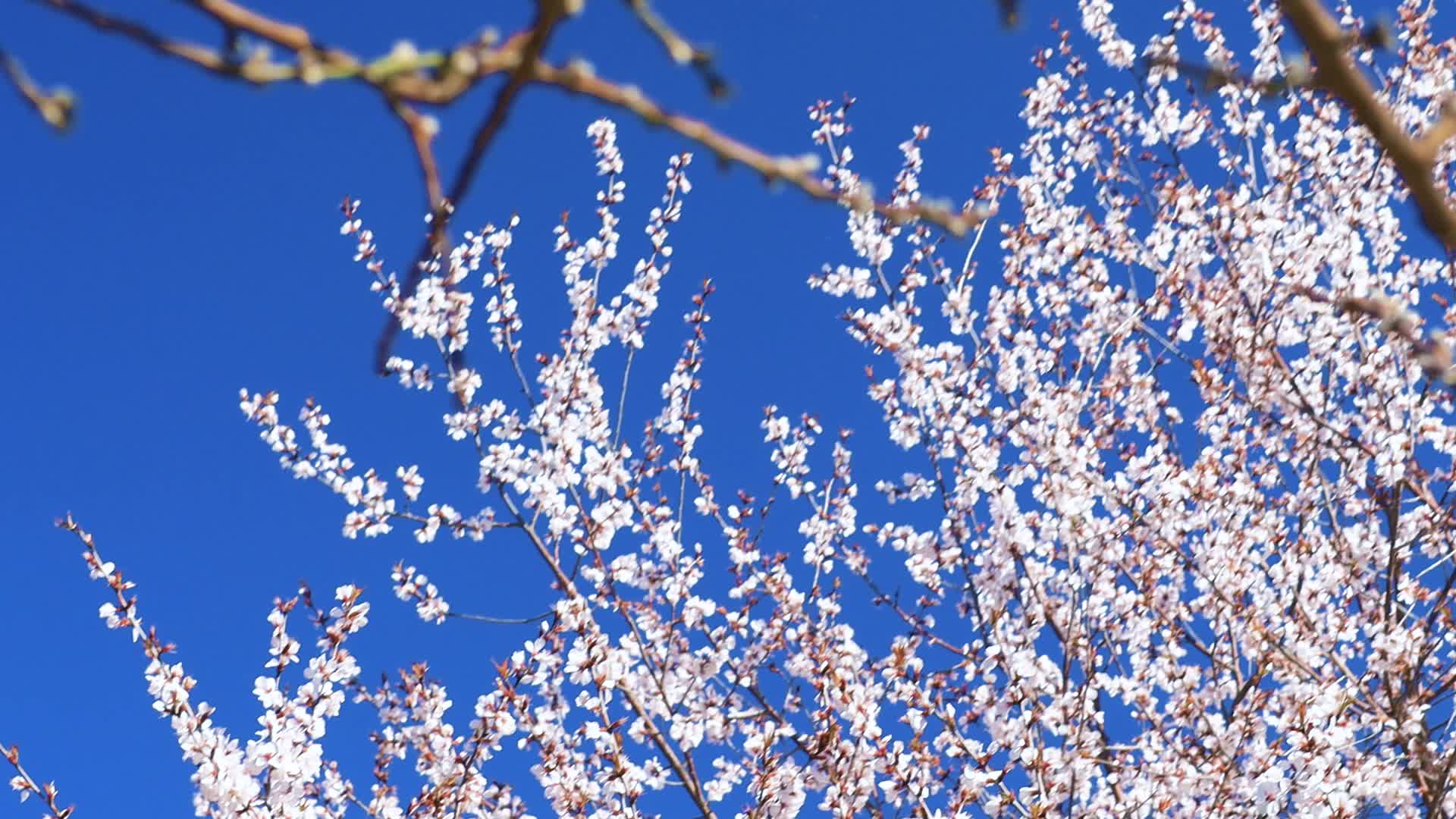春天樱花盛开天气晴朗视频的预览图
