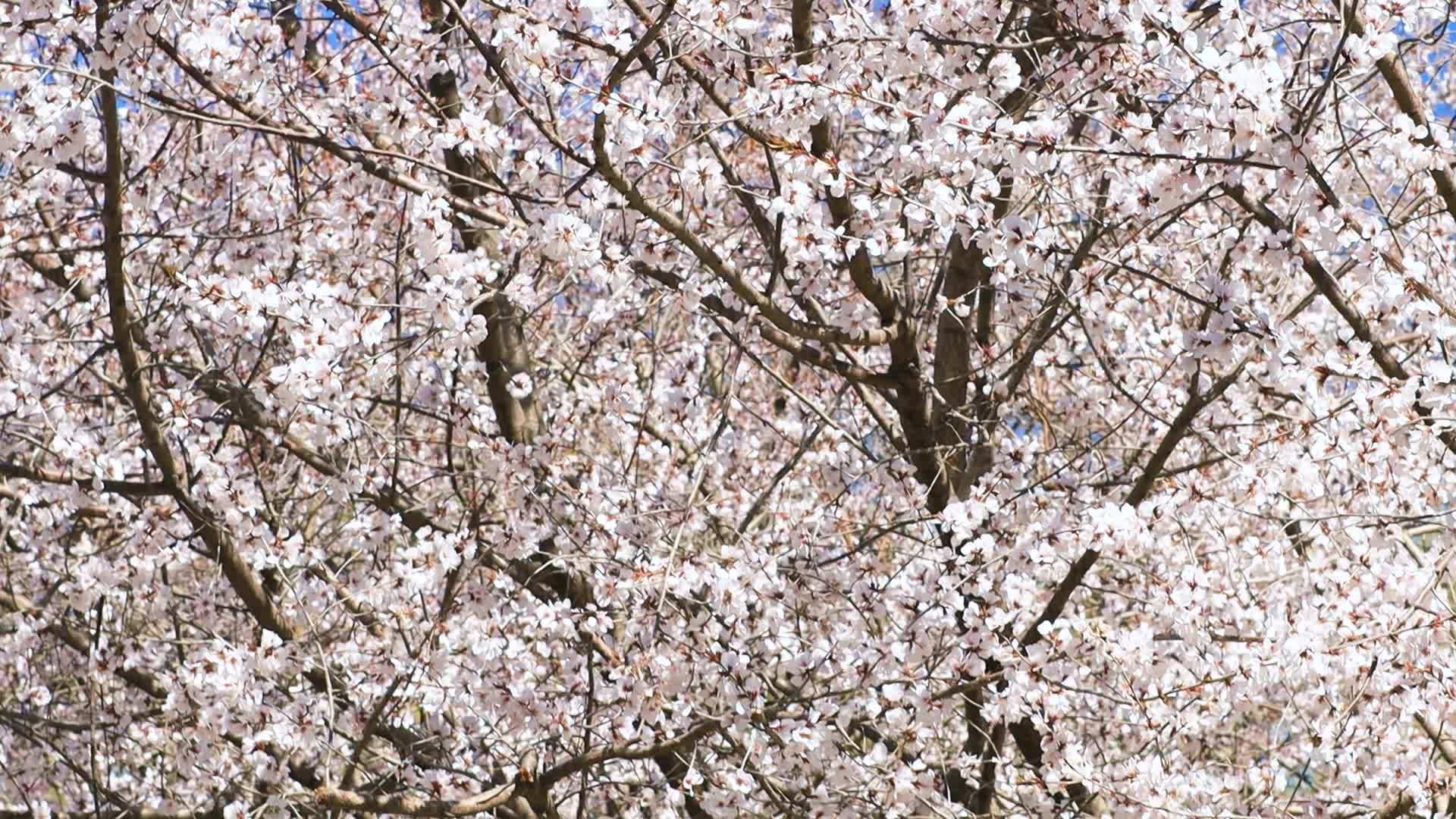 春天樱花盛开天气晴朗视频的预览图