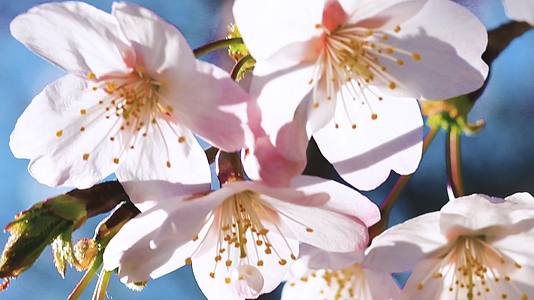 春天樱花盛开特写天气晴朗视频的预览图